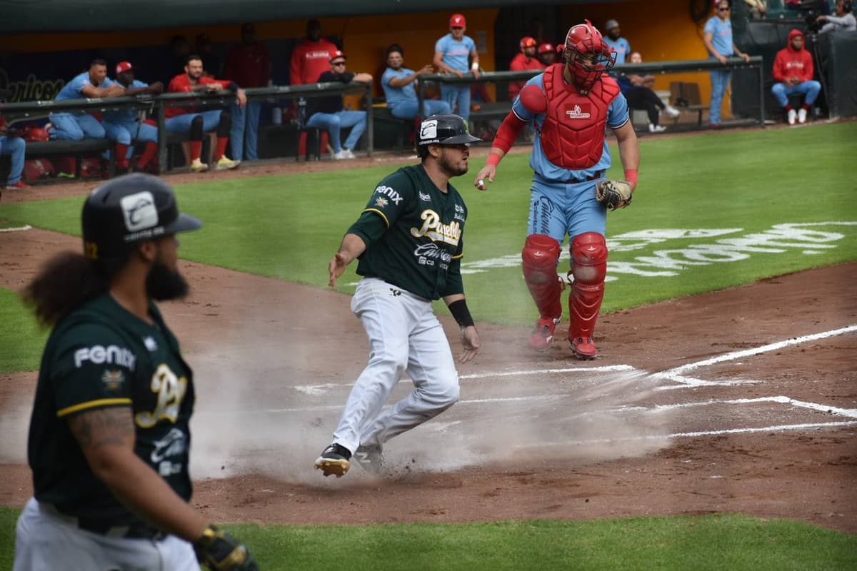 División de honores en el nido verde